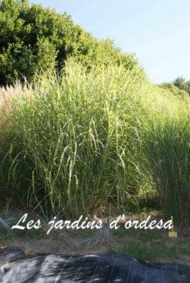 Miscanthus sinensis zebrinus